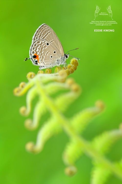 ���̹���ѧ��΢����Ӱ – ����֪ʶ�ͼ���