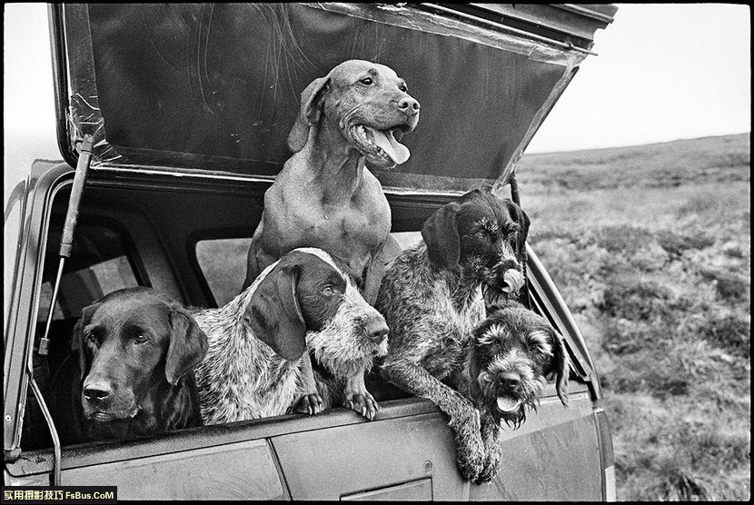 ����޽�Elliott Erwitt��12�������ĵ�