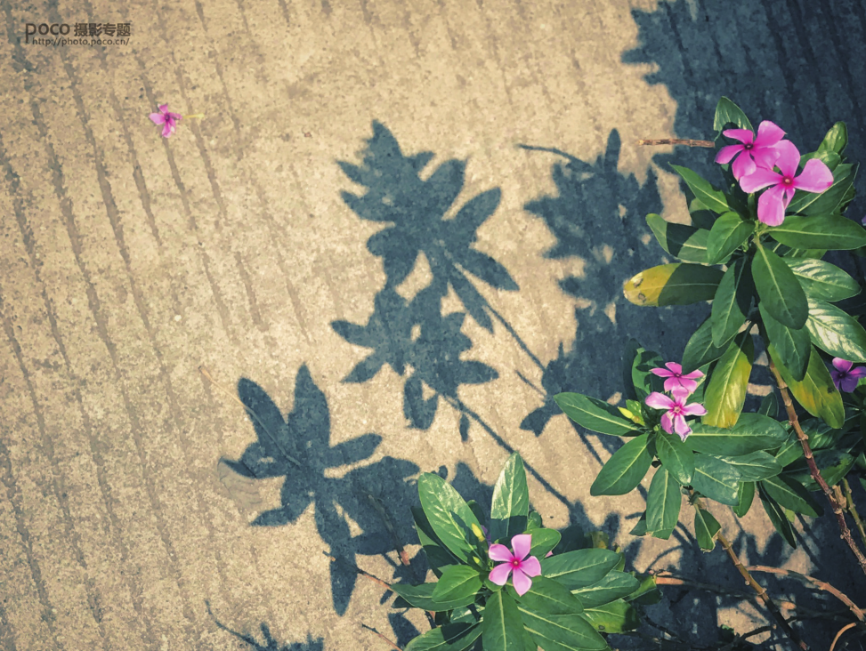 �ֻ�����ĳ����˳��޽о�����Ʒ�Ա�����