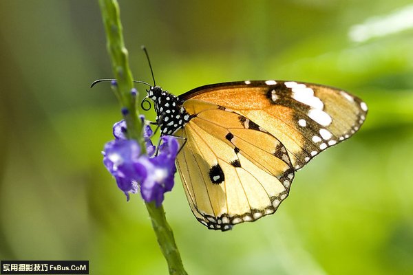 ������Ӱ�����ߴ�ע������