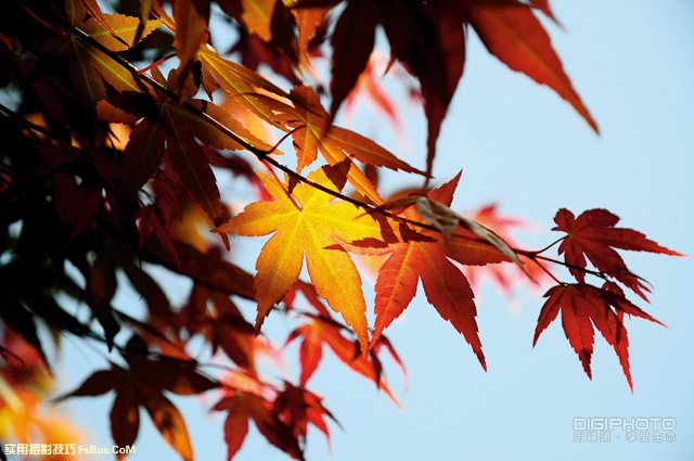 枫叶摄影器材准备与光线巧用 枫叶摄影器材准备与光线巧用